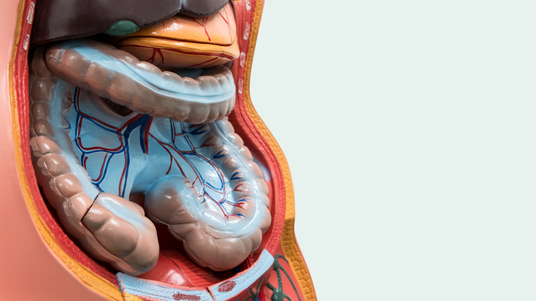 Je lichaam aan de wetenschap schenken, hoe werkt dat eigenlijk